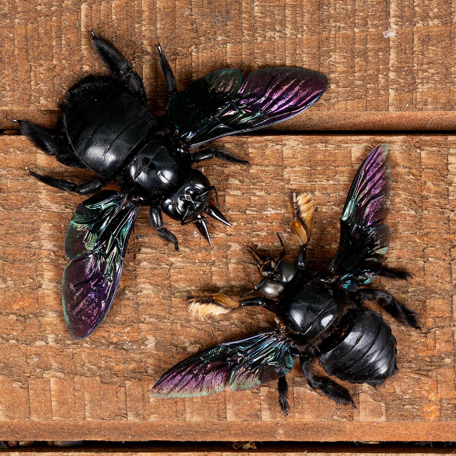 Genuine Real Giant Black Carpenter Bees (xylocopa Latipes) Male
