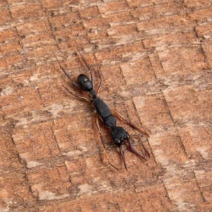 Pack of 2 TWO Real Jumping Ants (Harpegnathos venator) Spread Specimens A1 Entomology Displays