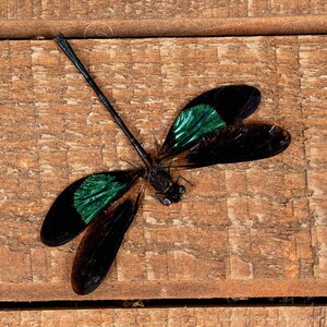 Paquete de 2 caballitos del diablo de libélulas metálicas reales (Euphaea variegata) azul verde dorado Exhibiciones de entomología A1