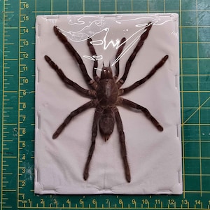 Pode incluir: Um espécime de tarântula preservado, embalado em plástico e montado em um cartão branco. A aranha é marrom escuro com pernas longas e peludas e um corpo grande. O fundo é uma esteira de corte verde com uma régua.