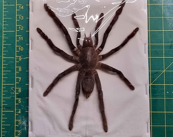XL Spread Tarantula Spider for Taxidermy Entomology A1 Genuine Java Yellow Knee (Selenocosmia dolichoplectra)