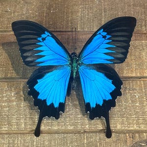 May include: A striking butterfly with bright blue wings, bordered by black. The butterfly's wings are fully extended, revealing the detailed patterns and colours. The insect is positioned against a wooden backdrop.