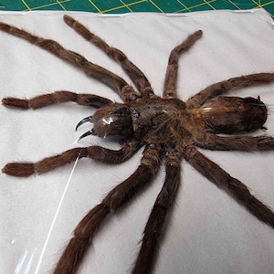 May include: A large, brown tarantula spider with hairy legs and fangs. The spider is preserved and mounted on a white background.