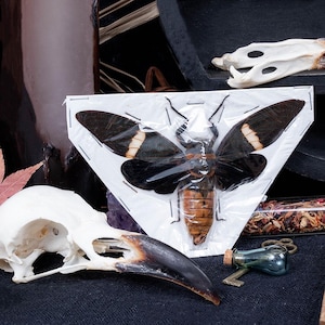 May include: A display of curiosities featuring a preserved insect with black and white wings, a bird skull, and a small glass bottle with a key. The items are arranged on a dark surface, creating a gothic or occult aesthetic.