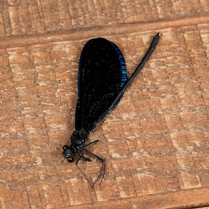 Pack of 2 Unspread Sparking Sapphire Blue Dragonfly Damselfly (Vestalis melania) Ready for you to Spread for Entomology Displays A1