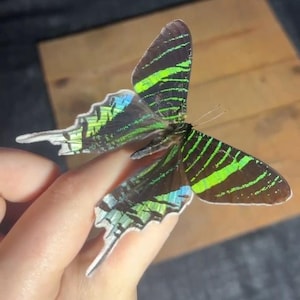 Real Green-banded Day Moth, Urania leilus, Unmounted Unpread Entomology Specimens A1