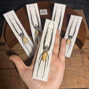 May include: Five rectangular cards with detailed illustrations of spiders, each with a yellow abdomen and long, dark legs. The cards are displayed on a wooden surface, with one held in a hand. The text "Treats Beautiful" is visible on one card.