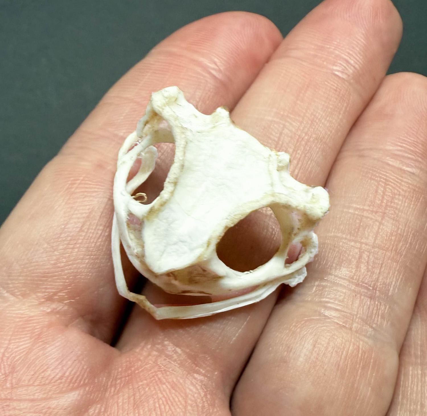 Genuine Asian Toad Skull (duttaphrynus Melanostictus) Taxidermy