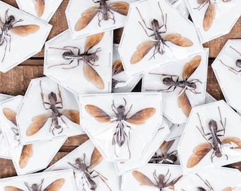 Paper Wasps (Polistes tenebricosus) A1 Spread Taxidermy Entomology Specimens