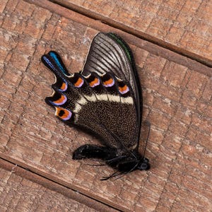 May include: A close-up of a butterfly on a wooden surface. The butterfly has black wings with orange, blue, and purple markings. The wing has a silver and green edge. The butterfly's body is black and fuzzy.