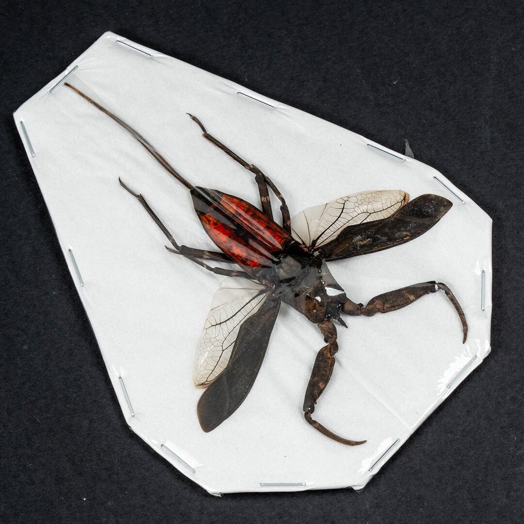 XL Red Java Water Scorpions (nepa Rubra) Bulk Entomology Bugs Spread ...