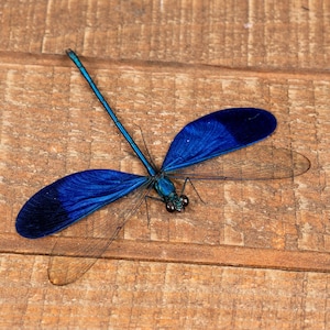 Paquete de 2 caballitos del diablo libélulas azules macho grandes reales (Neurobasis kaupi pavo) para exhibiciones de entomología A1