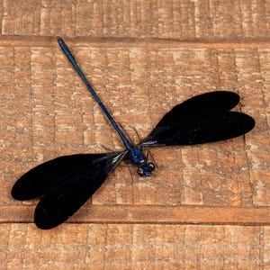 Paquete de 2 libélulas azules macho aterciopeladas brillantes (Vestalis luctuosa) extendidas para exhibiciones entomológicas A1