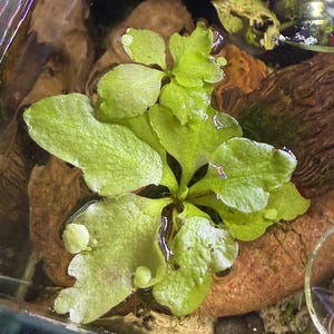 Antler Fern (Ceratopteris pteridoides) Live Floating Aquarium or Pond Plant