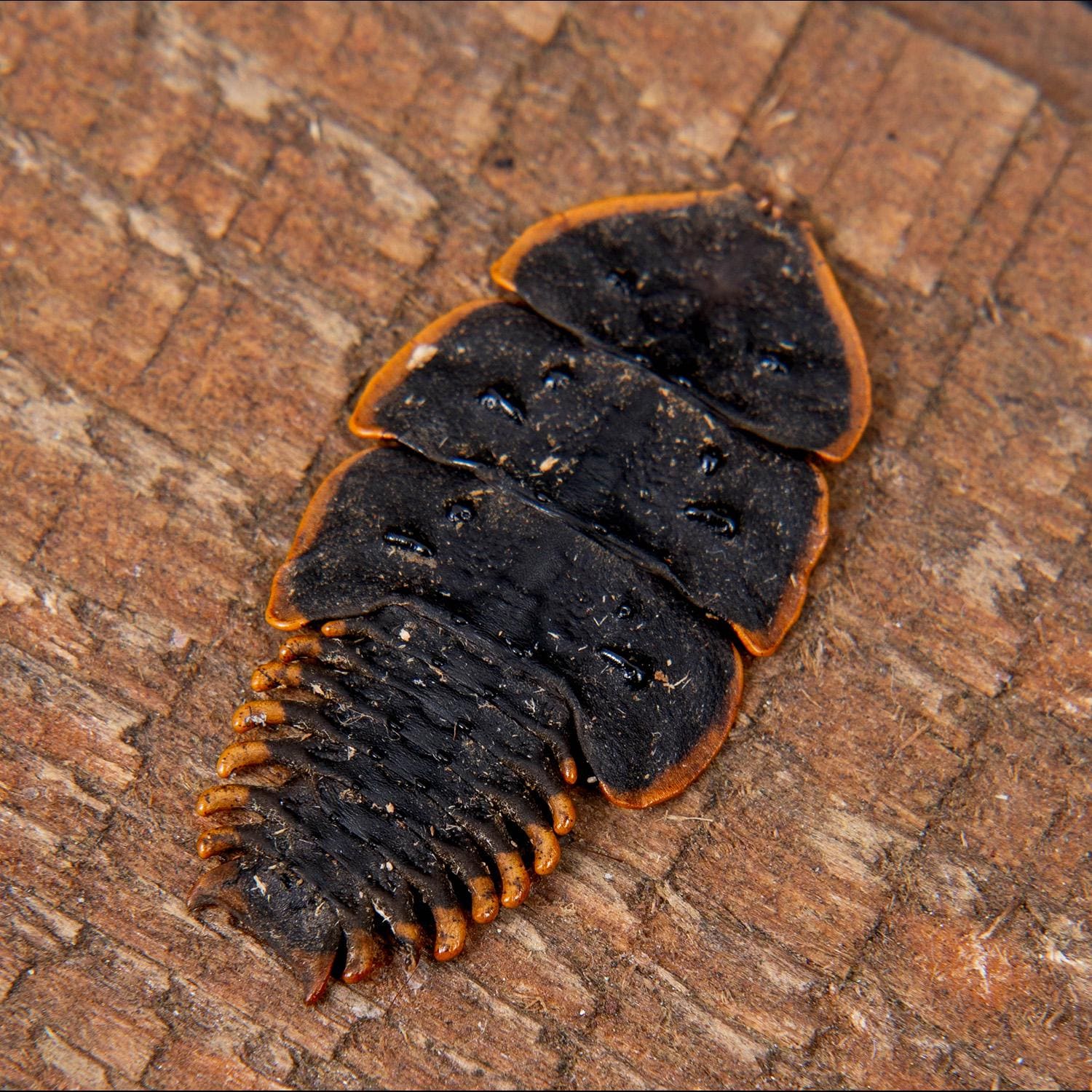 本物の三葉虫標本（Platerodrilus ruficollis）昆虫学展示に最適なA1