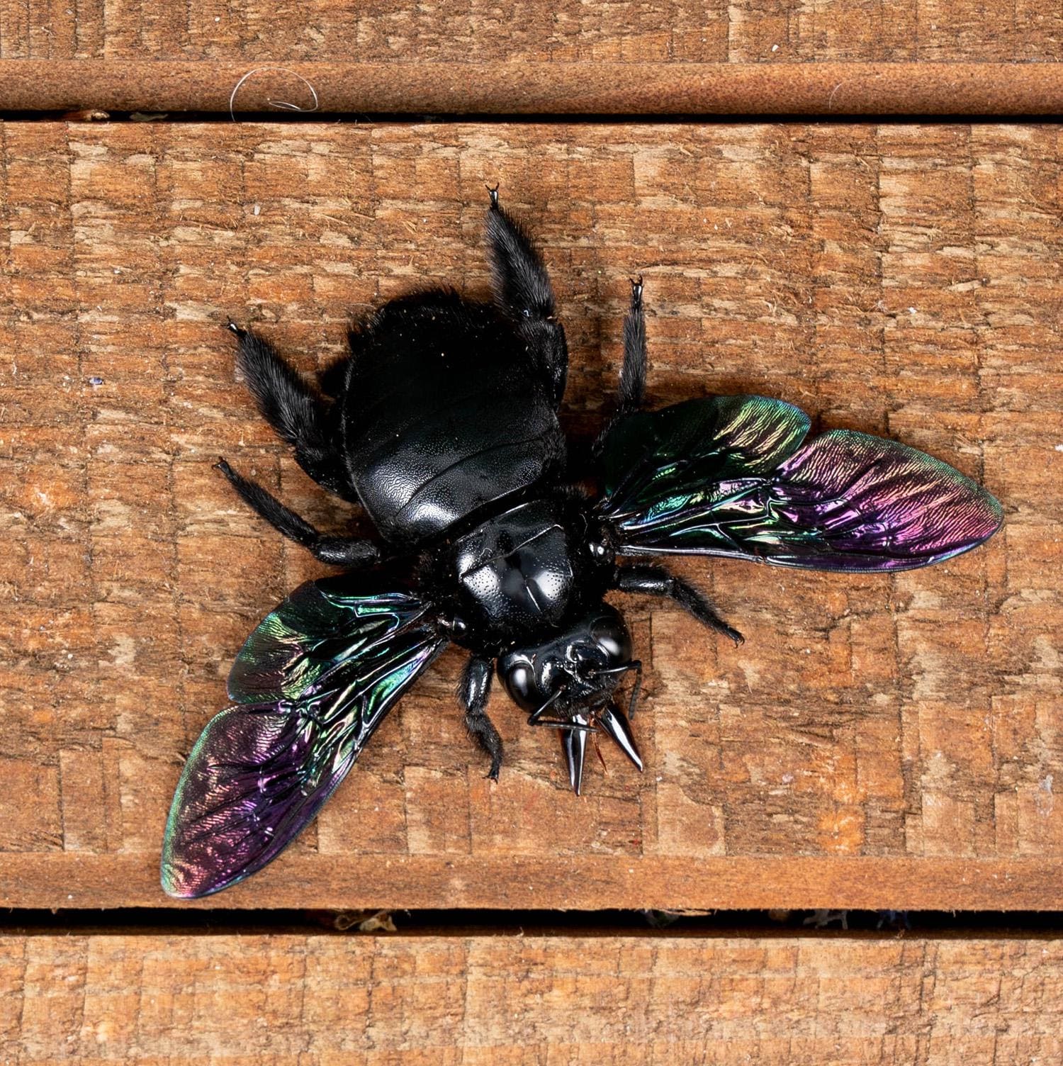 Genuine Real Giant Black Carpenter Bees (xylocopa Latipes) Male