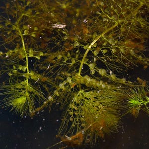 Carnivorous Plant Yellow Bladderwort (Utricularia australis) Aquatic Floating Live Plant for Ponds