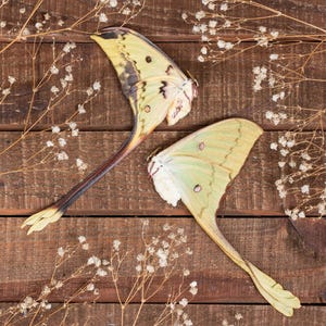 Special Offer: PAIR OF RARE Moon Moths Actias Maenas Diana Specimens A1 Collector&#39;s Item Unmounted Papered Entomology