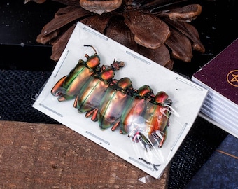 Pack von 5 Metallic Froschbein Käfern (Sagra laticollis) Grün Rot Unmontierte Entomologie Specimen