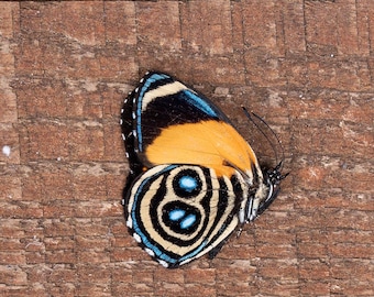 Eunomia eighty-eight Butterfly (Callicore eunomia): Unspread Entomology Specimens, A1