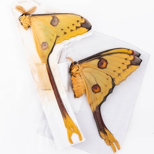 Amazing Comet Moth, Madagascan Moon Moth (Argema mittrei) A1 Male Female Pair Captive Bred Ex Pupae Unmounted Papered