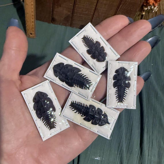 本物の三葉虫標本（Platerodrilus ruficollis）昆虫学展示に最適なA1