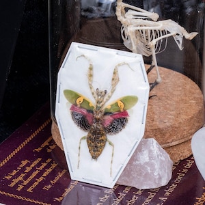 May include: A framed insect specimen with a detailed, colorful mantis. The mantis has green, yellow, and red wings. A bird skeleton and crystals are also visible, along with text from a book.