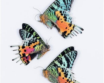 タイオークシルクモス（Antheraea frithi）2匹 A1 未マウント