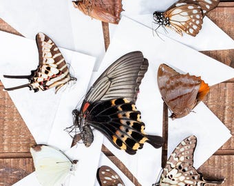 Variety Packs of Butterflies for Entomology Pinning, Art or Craft. Colourful Real Specimens