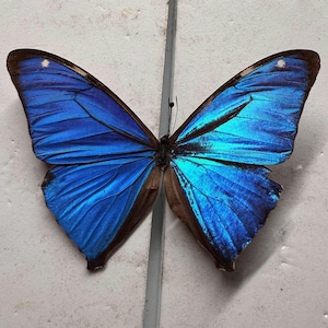 Rare Sapphire Blue Morpho Aega Premium Butterfly A1 Unmounted Papered