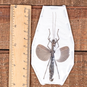 May include: A preserved insect specimen, approximately 3.5 inches long, displayed in a clear plastic case. The insect has a slender body, long antennae, and wings with a patterned design. A wooden ruler is positioned next to the specimen.