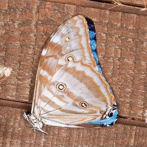 Stunning Blue Morpho Adonis Marcus Marcus Premium Butterfly A1 Unmounted Papered