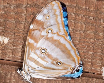 TWO (2) Morpho Absoloni | Blue Morpho Brazil Butterflies