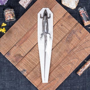 May include: A preserved lizard specimen encased in clear resin, presented on a wooden surface. The lizard is dark in colour with visible details. Small jars and crystals are arranged around the specimen.