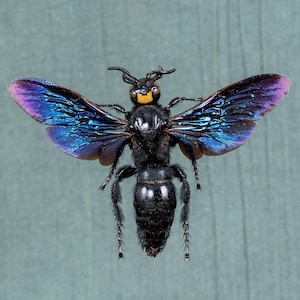 Genuine Giant Wasp Male/Female (Megascolia velutina ducalis) A1 iridescent Purple Spread Ready to Frame or for Entomology Displays