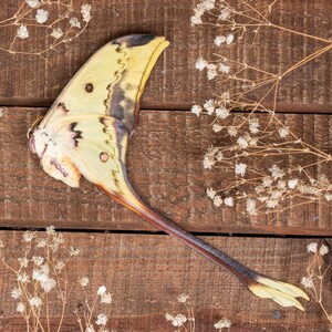 RARE FLAWED Actias Maenas Diana Male Specimen Moon Moth Collector&#39;s Item Unmounted Papered Ready to Spread for Entomology Displays
