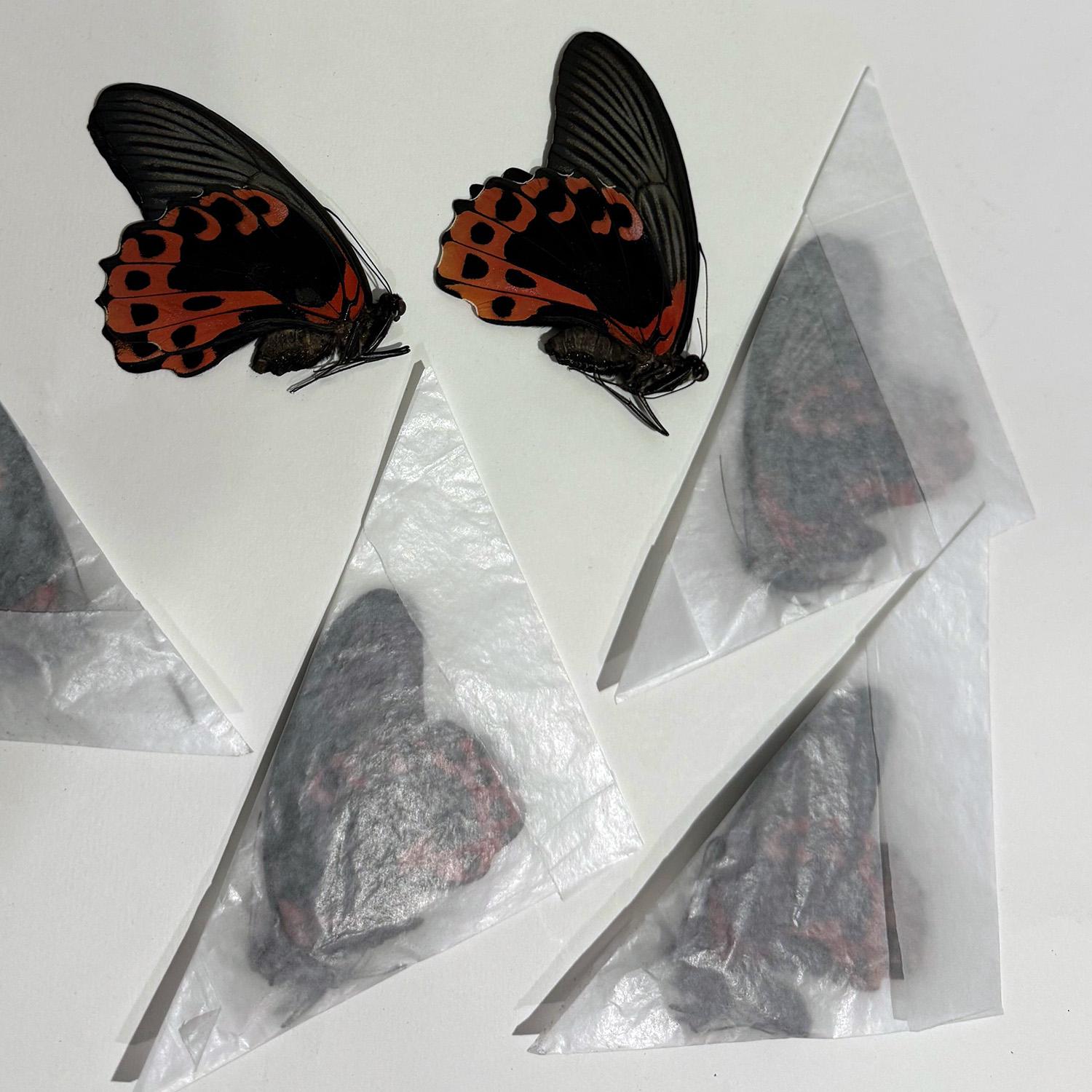 昆虫標本、美術、工芸用の蝶のバラエティパック。色鮮やかな本物の標本