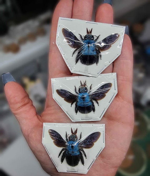 3 X Genuine Real Blue Carpenter Bees (xylocopa Caerulea) Pack of 3