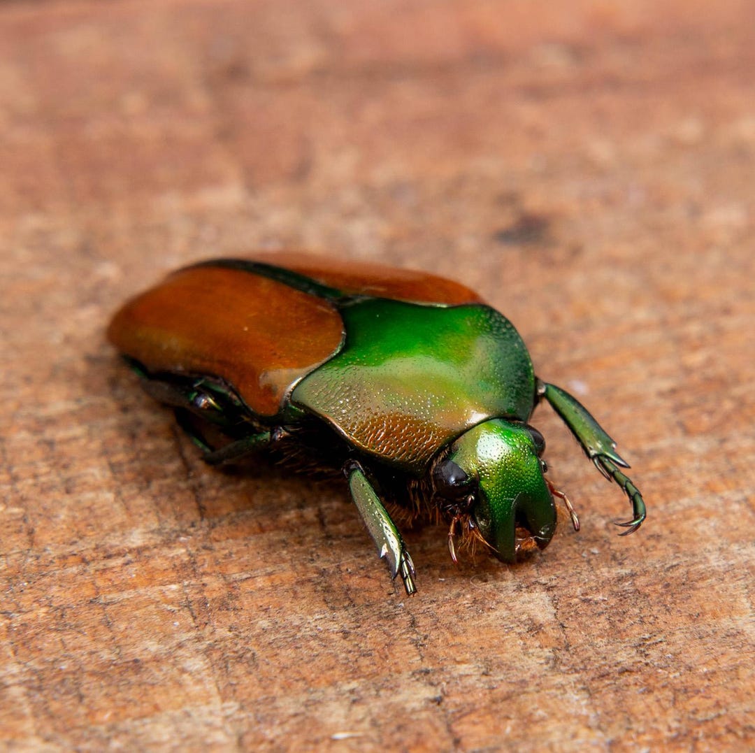 Metallic Green Scarab Flower Beetles (lomaptera Macrophylla): A1