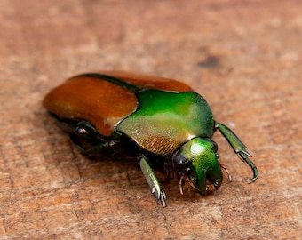 Calodema suhandae。タマムシ。コガネムシ。タマムシ科。収集品