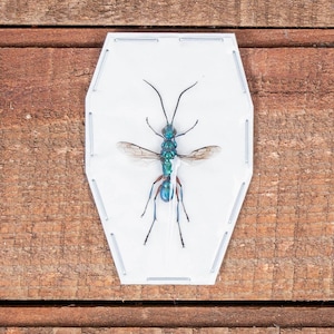May include: A preserved insect specimen, a metallic blue and green wasp, is displayed within a clear, hexagonal frame. The insect's delicate wings are visible, and the frame is secured with small staples. The background is a wooden surface.