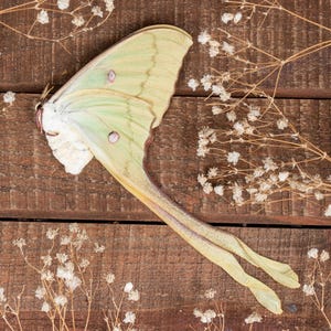 RARE Actias Maenas Diana Female Specimen A1 Moon Moth Collector&#39;s Item Unmounted Papered Ready to Spread for Entomology Displays