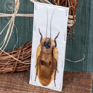 Puede incluir: Un espécimen de cucaracha preservado, encerrado en un marco rectangular blanco. El insecto es marrón y beige con largas antenas y patas. El fondo incluye una corona tejida y tela verde.
