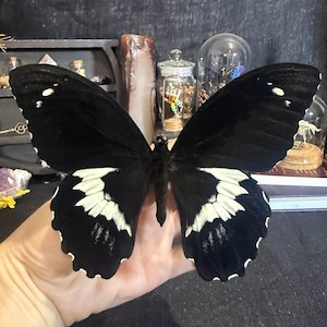 May include: A large butterfly with black wings and white patterns is displayed. The butterfly's wings are spread wide, showing the intricate designs. The butterfly is held in a hand, with other decorative items in the background.