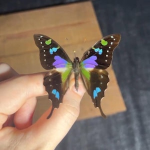 Paarse gevlekte zwaluwstaartvlinder (Graphium weiskei): onuitgespreide entomologiemonsters, staat A1