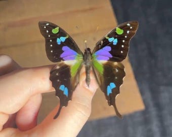 Graphium Stresemanni 本物の蝶。フレームなし、折り畳まれた羽根なし