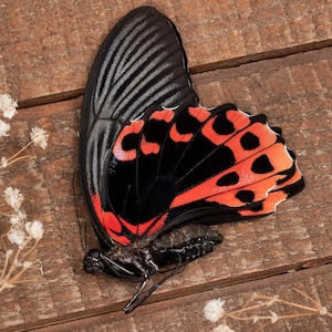 Papilio rumanzovia, Scarlet or red Mormon Genuine Butterfly for Entomology or Art A1