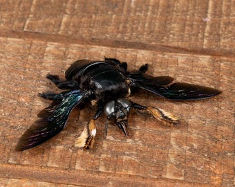 Genuine Real Giant Black Carpenter Bees (xylocopa Latipes) Male