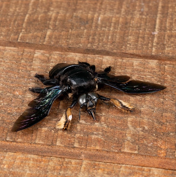 Genuine Real Giant Black Carpenter Bees (xylocopa Latipes) Male
