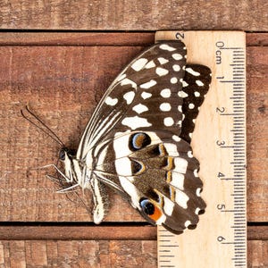 Swallowtail Butterfly (Papilio demodocus demodocus) Madagascar Unspread Genuine for Entomology or Art A1